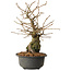 Grewia biloba Parviflora, 19 cm, ± 15 ans