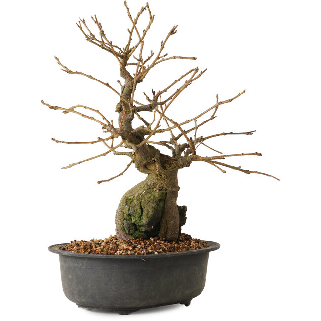 Grewia biloba Parviflora, 19 cm, ± 15 ans