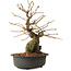 Grewia biloba Parviflora, 19 cm, ± 15 ans