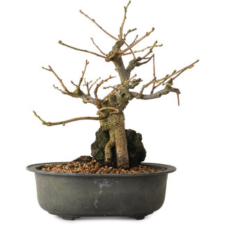 Grewia biloba Parviflora, 19 cm, ± 15 ans