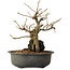Grewia biloba Parviflora, 19 cm, ± 15 ans