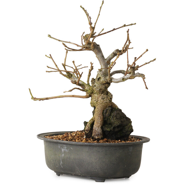 Grewia biloba Parviflora, 19 cm, ± 15 ans