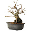 Grewia biloba Parviflora, 19 cm, ± 15 ans