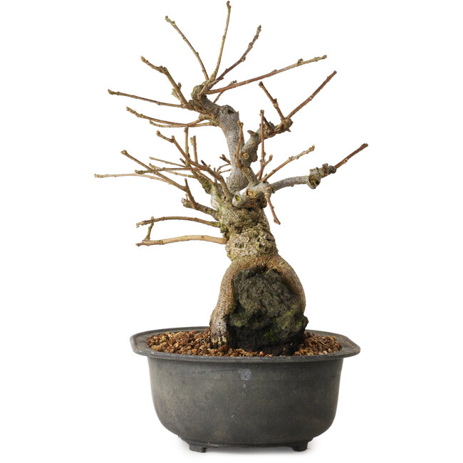 Grewia biloba Parviflora, 19 cm, ± 15 ans