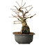 Grewia biloba Parviflora, 19 cm, ± 15 ans