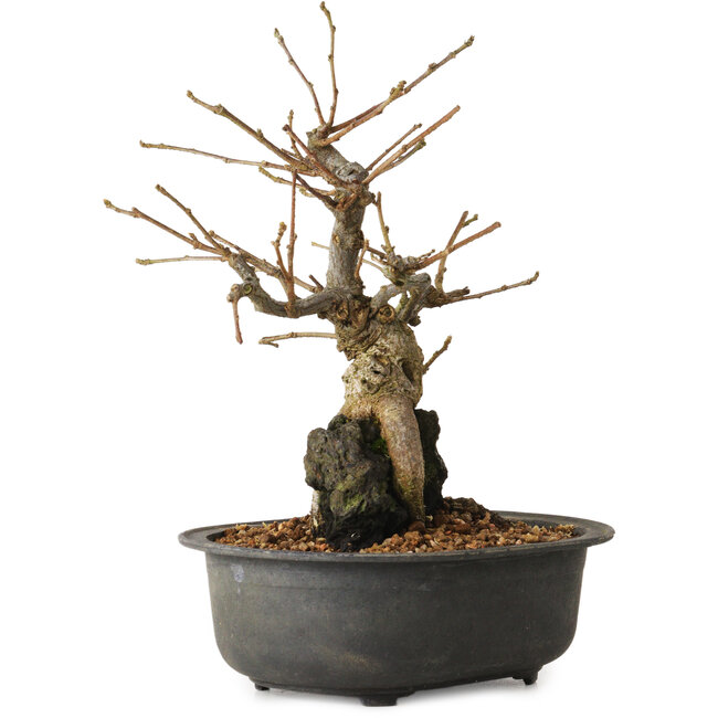Grewia biloba Parviflora, 19 cm, ± 15 ans