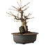 Grewia biloba Parviflora, 19 cm, ± 15 ans