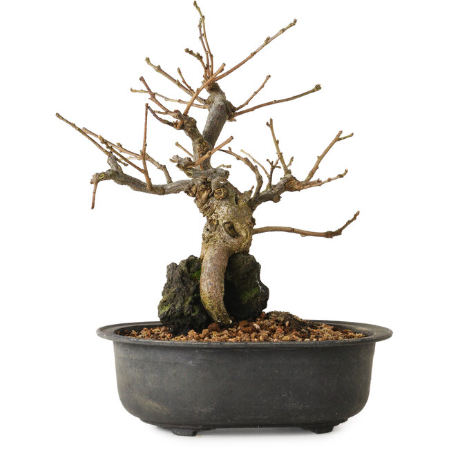 Grewia biloba Parviflora, 19 cm, ± 15 ans