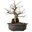 Grewia biloba Parviflora, 19 cm, ± 15 ans
