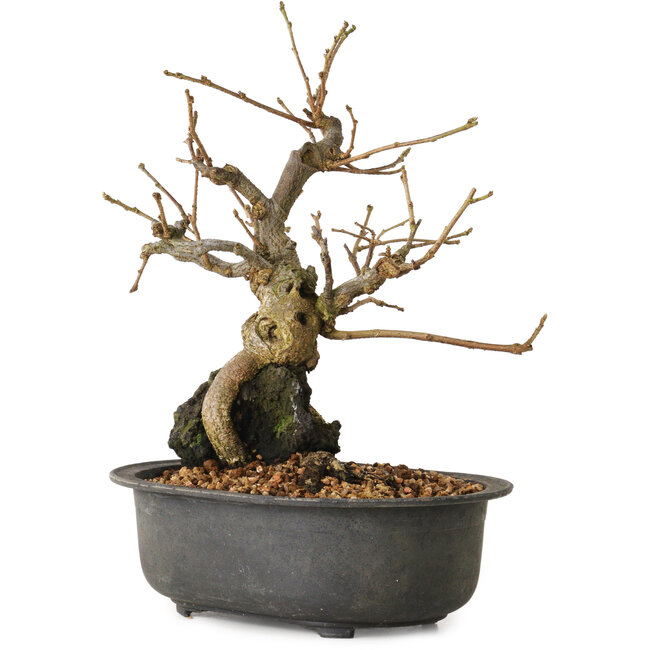 Grewia biloba Parviflora, 19 cm, ± 15 ans