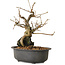 Grewia biloba Parviflora, 19 cm, ± 15 ans
