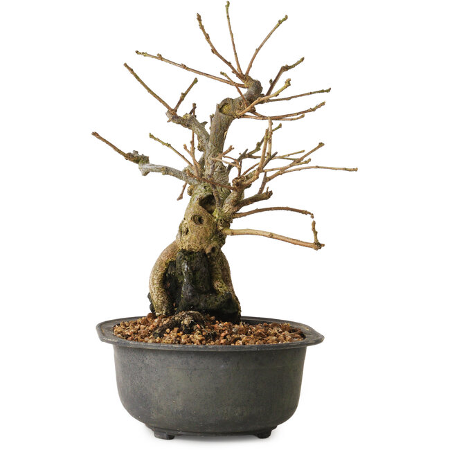 Grewia biloba Parviflora, 19 cm, ± 15 ans