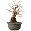 Grewia biloba Parviflora, 19 cm, ± 15 ans