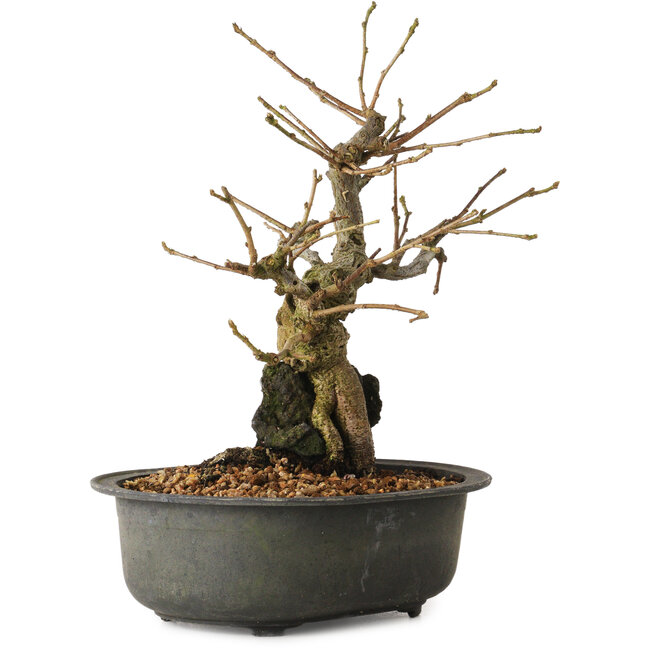 Grewia biloba Parviflora, 19 cm, ± 15 anni