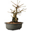 Grewia biloba Parviflora, 19 cm, ± 15 ans