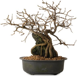 Grewia biloba Parviflora, 19 cm, ± 15 anni