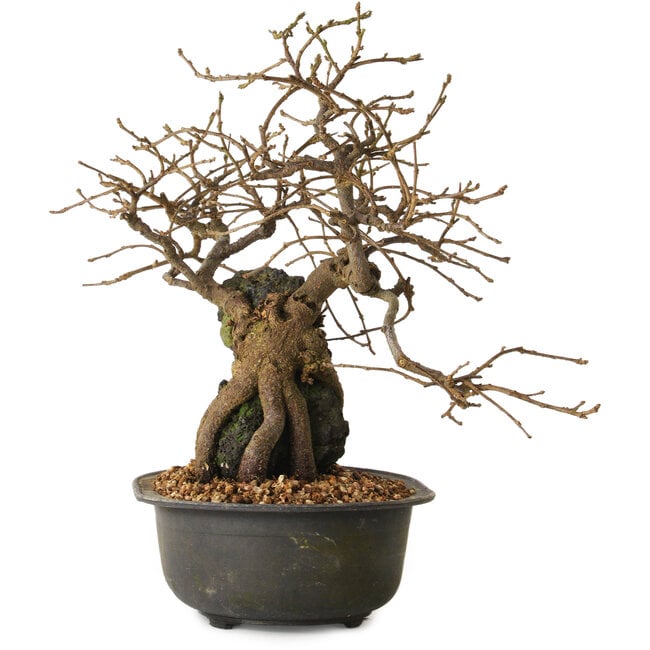 Grewia biloba Parviflora, 19 cm, ± 15 years old