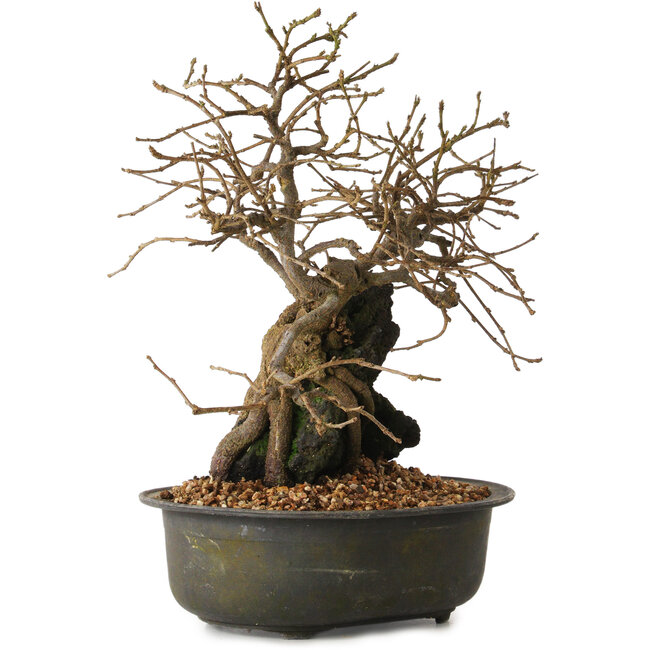 Grewia biloba Parviflora, 19 cm, ± 15 years old