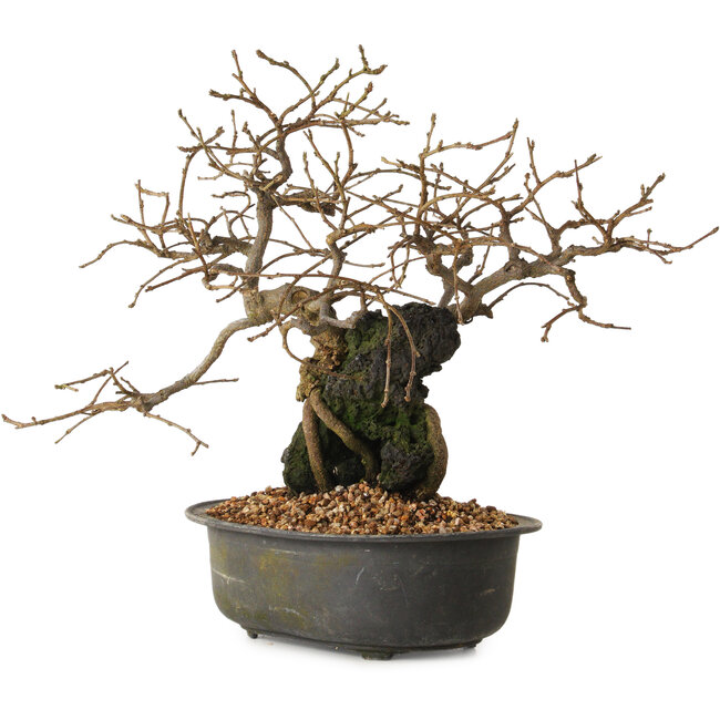 Grewia biloba Parviflora, 19 cm, ± 15 years old