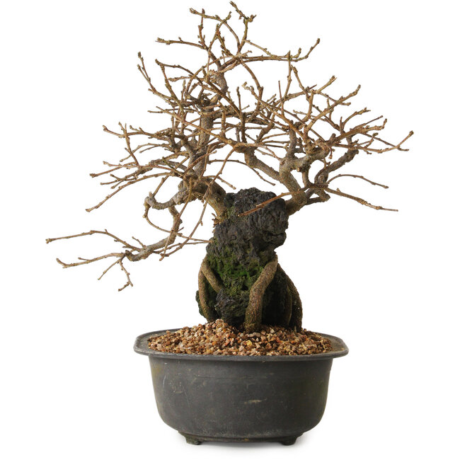 Grewia biloba Parviflora, 19 cm, ± 15 years old