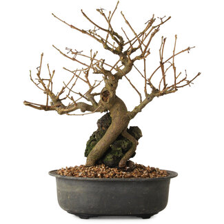 Grewia biloba Parviflora, 19 cm, ± 15 ans