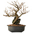 Grewia biloba Parviflora, 19 cm, ± 15 ans