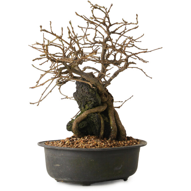 Grewia biloba Parviflora, 19 cm, ± 15 years old