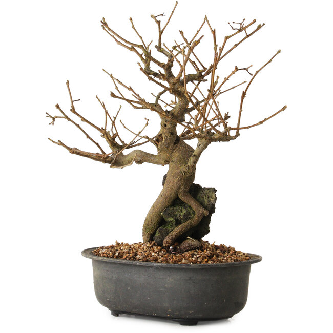Grewia biloba Parviflora, 19 cm, ± 15 ans