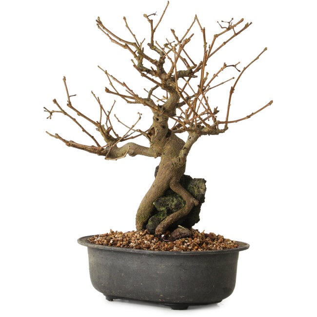 Grewia biloba Parviflora, 19 cm, ± 15 years old