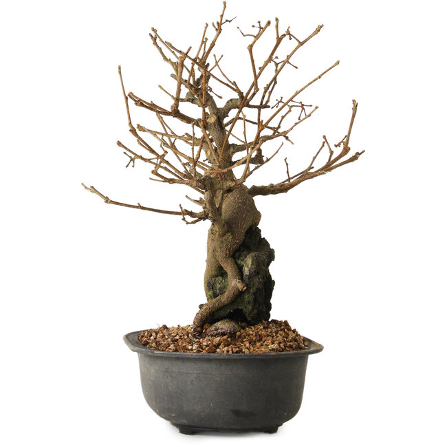 Grewia biloba Parviflora, 19 cm, ± 15 ans