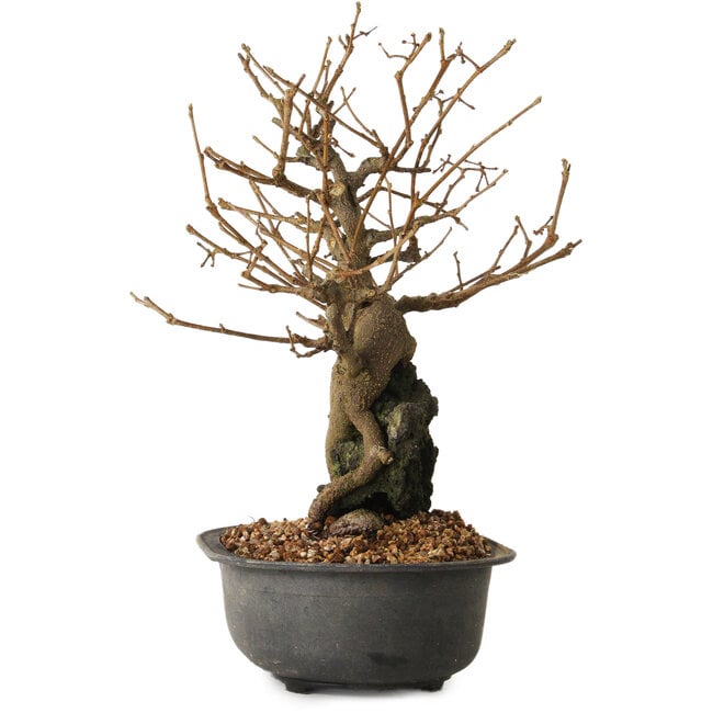 Grewia biloba Parviflora, 19 cm, ± 15 years old