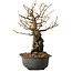 Grewia biloba Parviflora, 19 cm, ± 15 ans