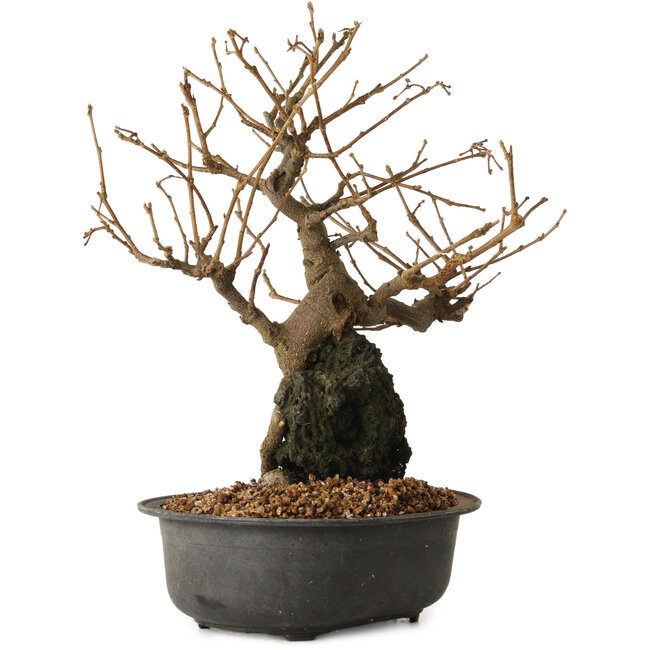 Grewia biloba Parviflora, 19 cm, ± 15 ans