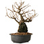 Grewia biloba Parviflora, 19 cm, ± 15 ans