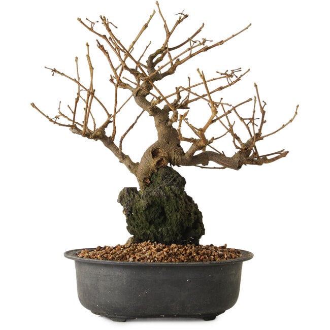 Grewia biloba Parviflora, 19 cm, ± 15 años de edad