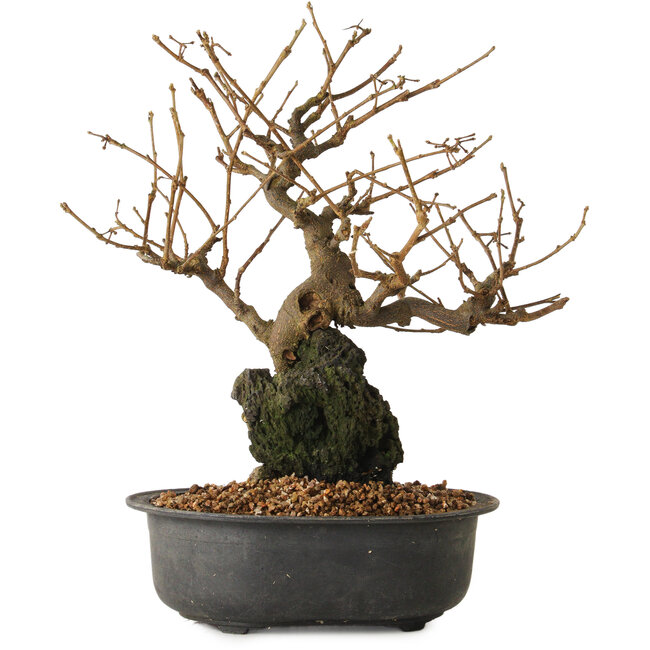 Grewia biloba Parviflora, 19 cm, ± 15 ans