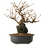 Grewia biloba Parviflora, 19 cm, ± 15 ans