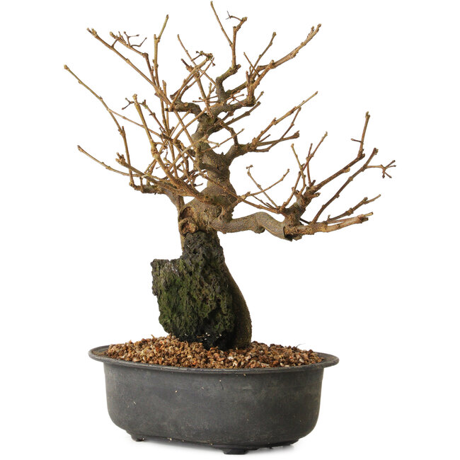 Grewia biloba Parviflora, 19 cm, ± 15 Jahre alt