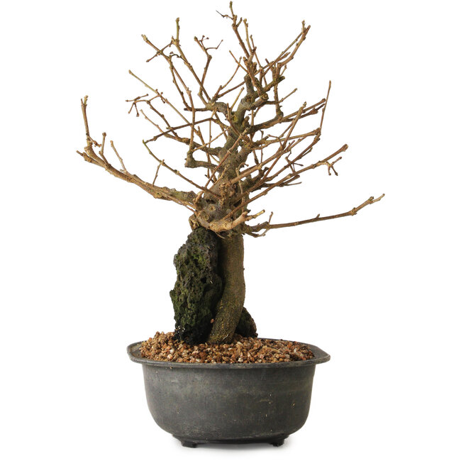 Grewia biloba Parviflora, 19 cm, ± 15 anni