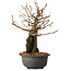 Grewia biloba Parviflora, 19 cm, ± 15 ans