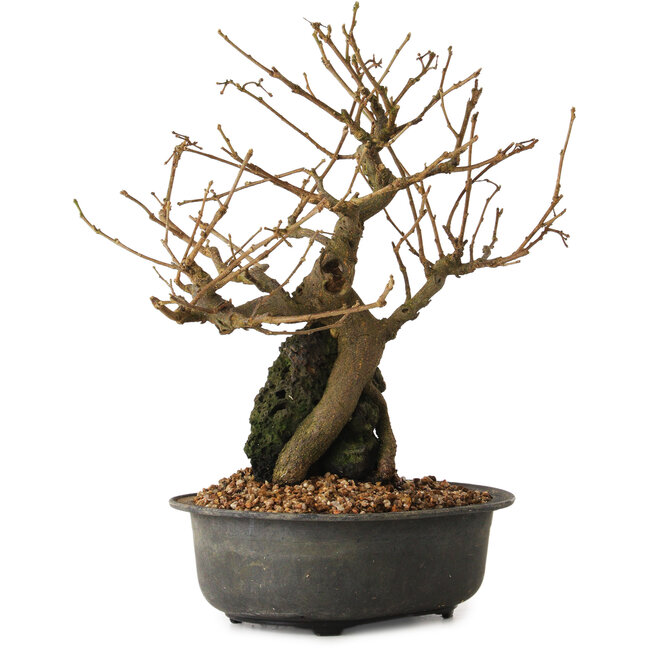 Grewia biloba Parviflora, 19 cm, ± 15 ans