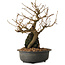 Grewia biloba Parviflora, 19 cm, ± 15 ans