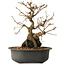 Grewia biloba Parviflora, 19 cm, ± 15 ans