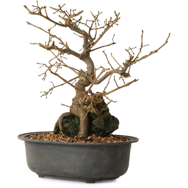 Grewia biloba Parviflora, 19 cm, ± 15 ans