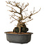 Grewia biloba Parviflora, 19 cm, ± 15 ans