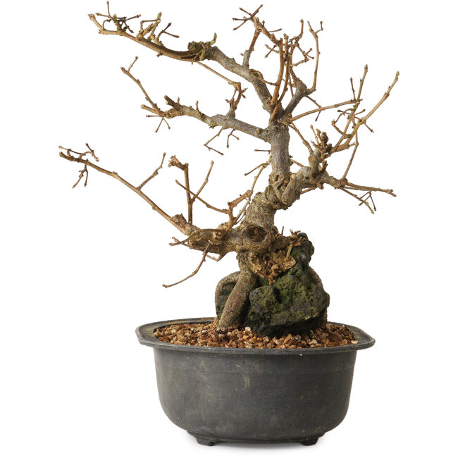 Grewia biloba Parviflora, 19 cm, ± 15 ans