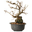 Grewia biloba Parviflora, 19 cm, ± 15 ans