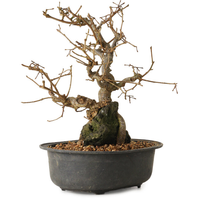 Grewia biloba Parviflora, 19 cm, ± 15 years old