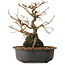 Grewia biloba Parviflora, 19 cm, ± 15 ans