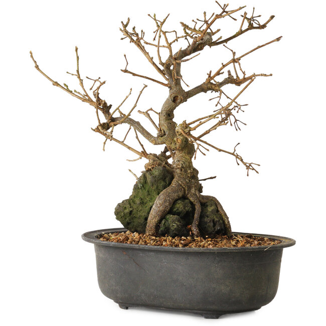 Grewia biloba Parviflora, 19 cm, ± 15 ans